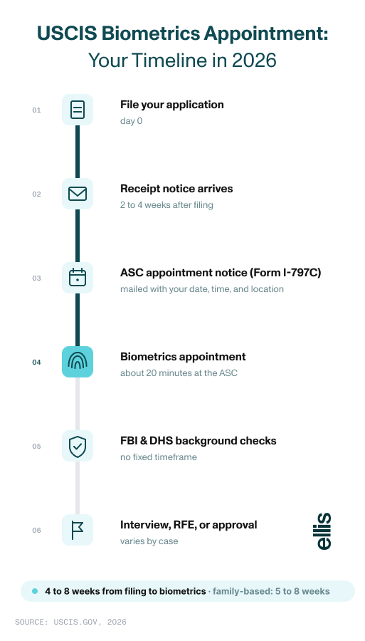 Vertical timeline of the USCIS biometrics appointment process in 2026, from filing an application and receiving the receipt notice to the ASC appointment notice, the 20-minute biometrics appointment 4 to 8 weeks after filing, and FBI background checks.