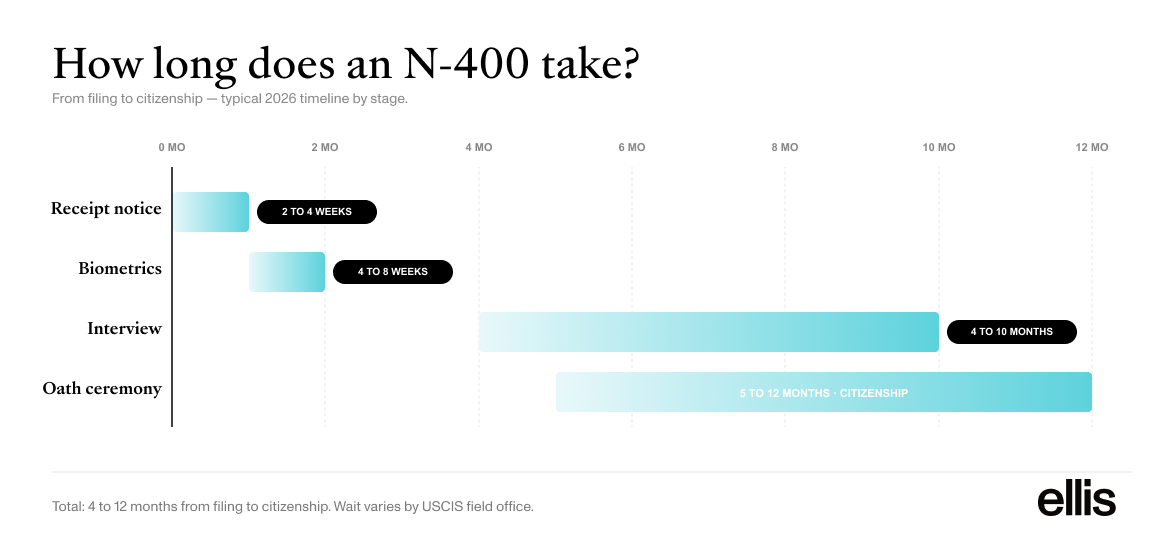 Horizontal Gantt timeline of the N-400 naturalization process from filing to U.S. citizenship across a 0-to-12-month axis. Receipt notice arrives in 2 to 4 weeks. Biometrics appointment at 4 to 8 weeks. Citizenship interview at 4 to 10 months. Oath ceremony at 5 to 12 months. Total: 4 to 12 months from filing to citizenship, varying by USCIS field office.